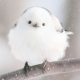 シマエナガ一回だけ！