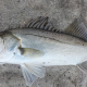 魚の漢字，どれだけ知ってる？