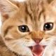 絶対猫様に１匹はいる名前