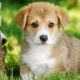 犬の種類タイピング