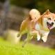 犬種！（柴犬）を一回打つだけ！