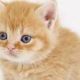 ねこ