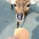鹿せんべい1回
