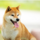 犬一回