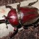 カブトの冒険　（創作）
