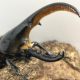 ヘラクレスオオカブト一回