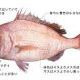 鯛ピンク1回