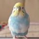 インコタイピング