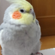 オカメインコタイピング