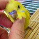 インコタイピング