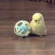 インコの魅力伝えたい