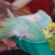 インコ一回