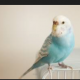 セキセイインコ１回