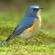 鳥連打