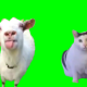ネコミーム