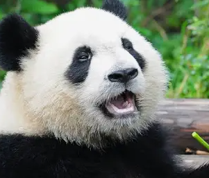 背景