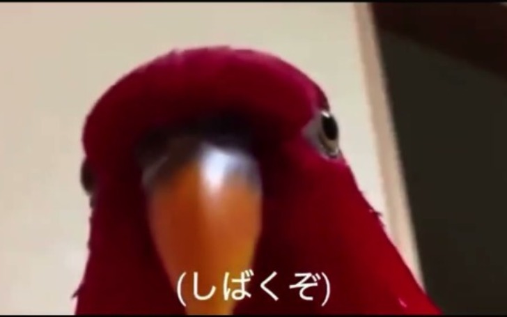背景