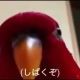 しばくぞインコ　一回