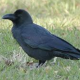 カラス一回