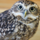 フクロウ1回