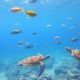海の生き物