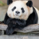 パンダ一回