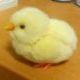 ひよこ陛下の正式な御姓名
