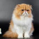 猫を50回！！