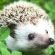 ハリネズミ早打