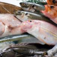 魚の名前タイピング