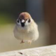 スズメ　一回