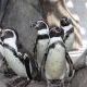 ペンギンかわいいって一回打つだけ！