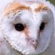 メンフクロウ一回