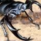 昆虫の以外な本名