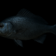 魚　1回です!!!!!!!!!!!
