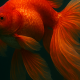 金魚1回です