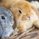うさぎのかわいさがわかる！