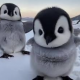 ペンギンズ一回
