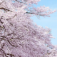 いきものがかりSAKURA歌詞タイピング