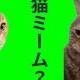 ネコミーム