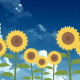 『青空』小説キャラクター