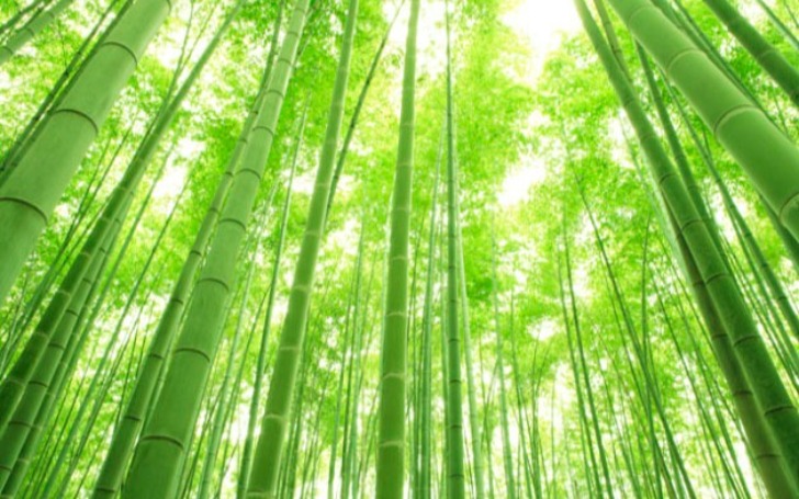 背景
