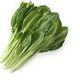 小松菜タイプ2