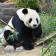 パンダ1回