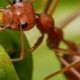 アリ　一回打て！！