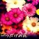 世界に一つだけの花／SMAP