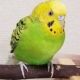 人気な鳥タイピング