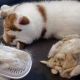 猫の夏毛のタイピング