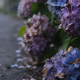 「紫陽花」おいしくるメロンパン