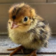 誰かネタ提供してください